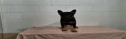 German Shepherd dogs for sale: DARLING - Ad 1