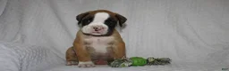 Boxer dogs for sale: Bentley - Ad 4