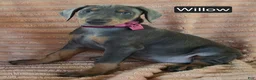 Doberman Pinscher dogs for sale: Willow - Ad 4