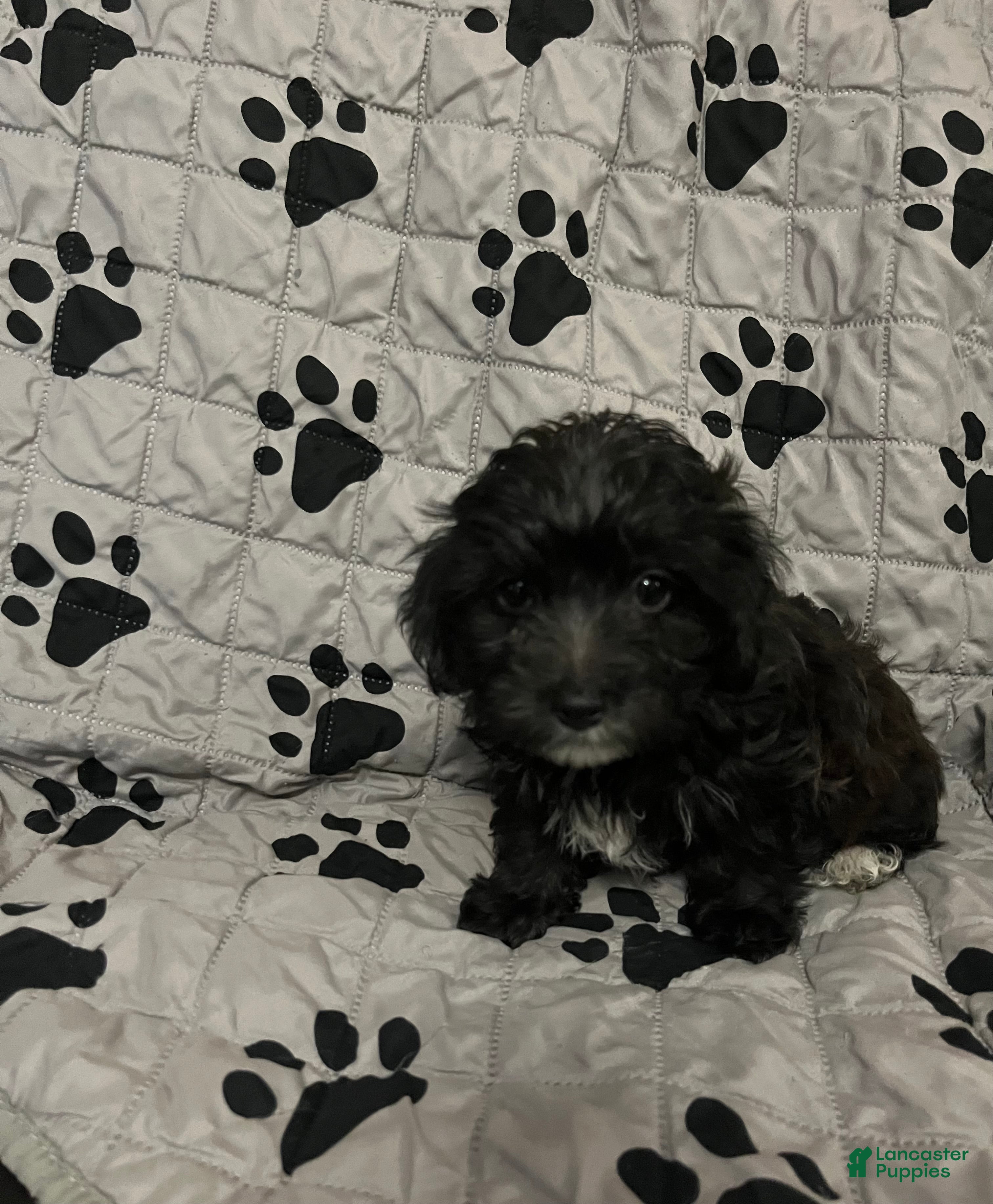 Yorkiepoo dogs Phatta - Ad 1