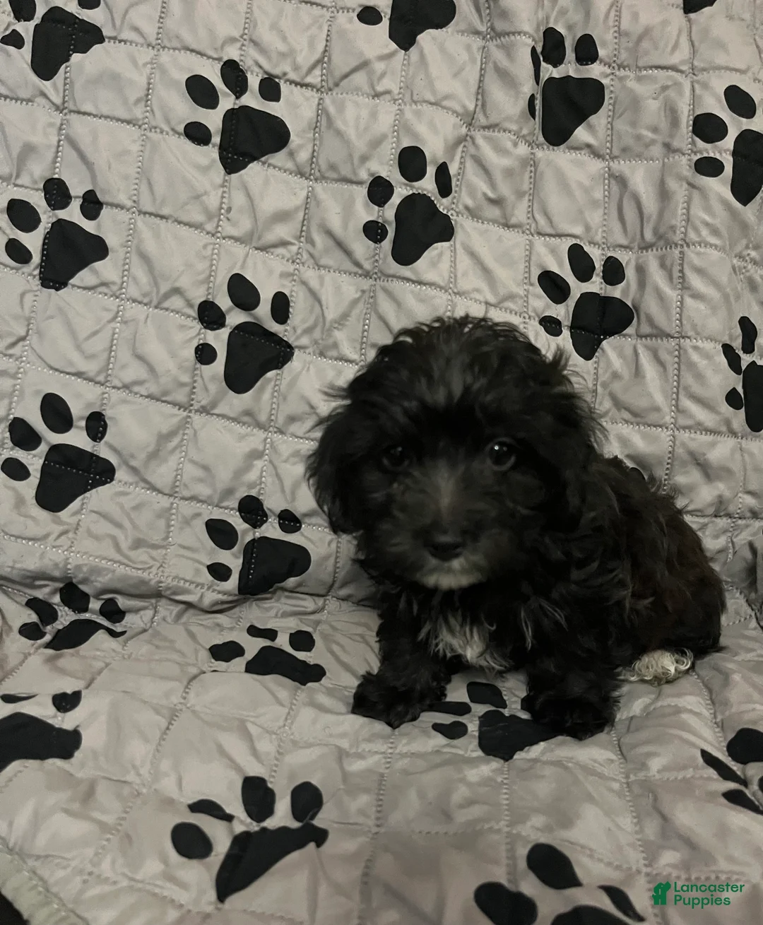 Yorkiepoo dogs for sale: Phatta - Ad 1