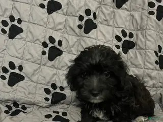Yorkiepoo dogs for sale: Phatta - Ad 1