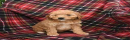 Mini Goldendoodle dogs for sale: Stormy - Ad 3
