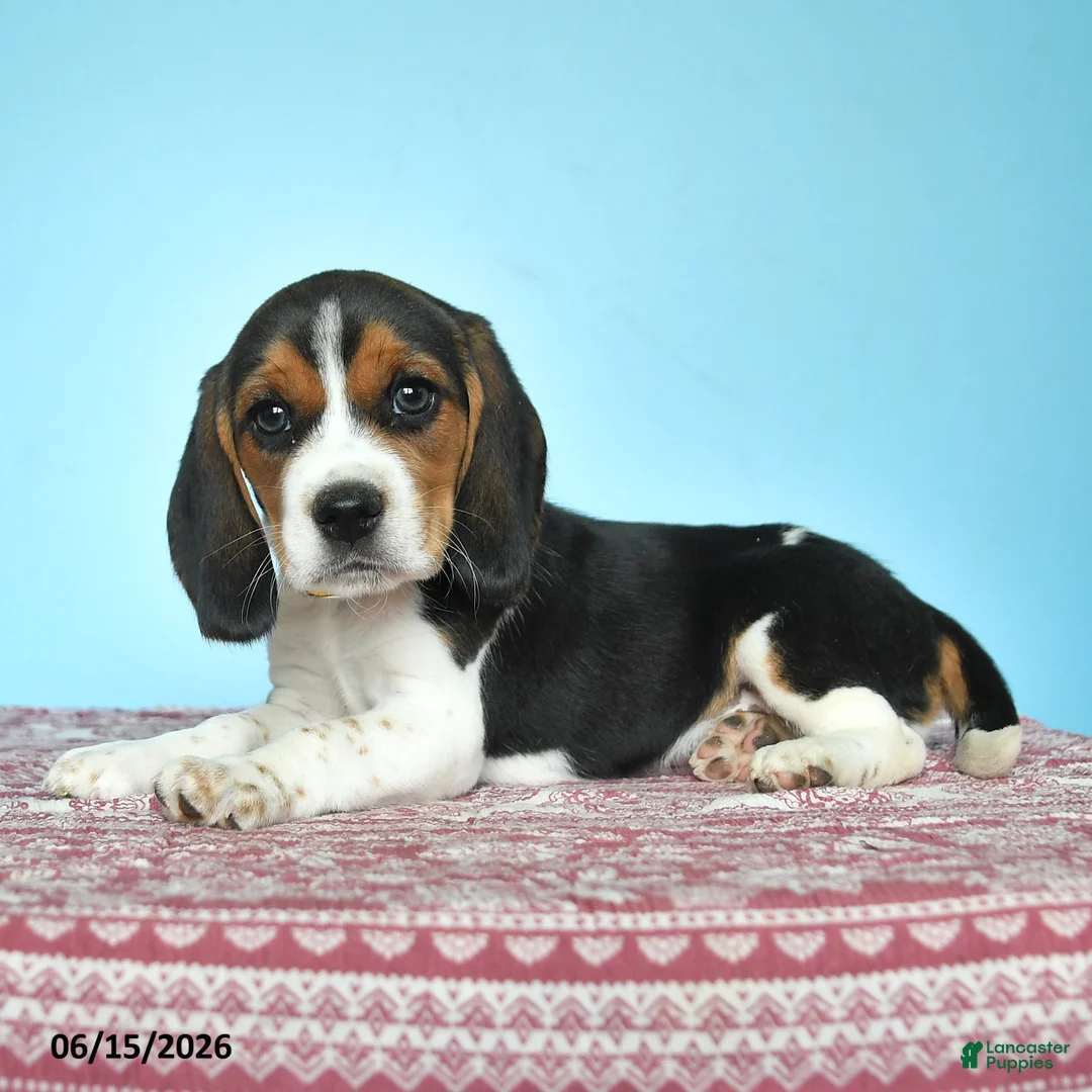 Beagle dogs for sale: Wilber - Ad 2