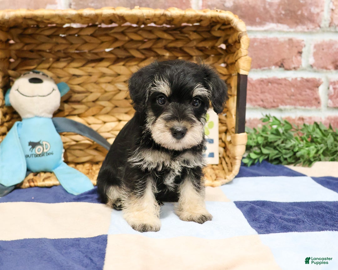 Miniature Schnauzer dogs for sale: Azriel - Ad 4