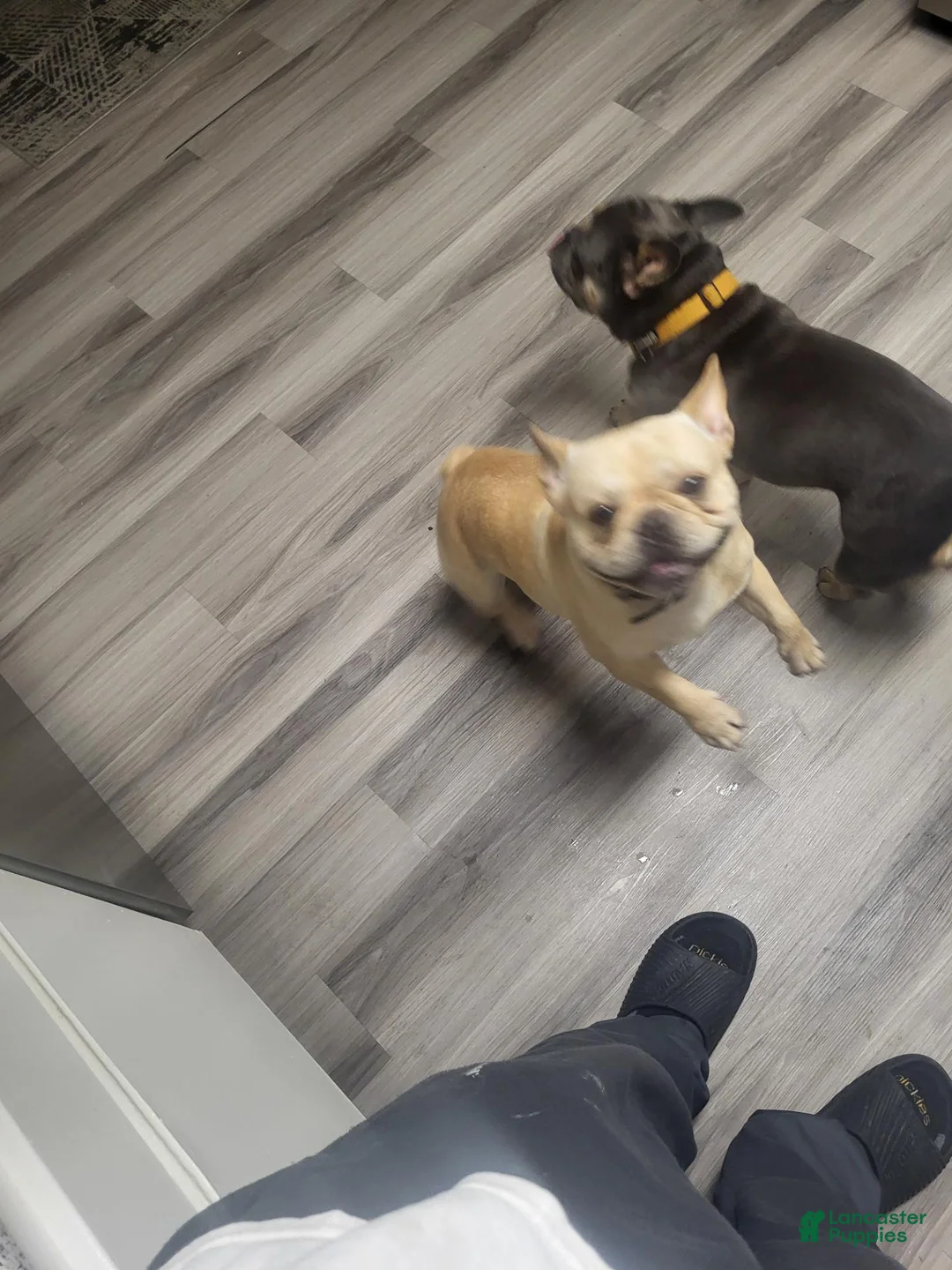 French Bulldog dogs for sale: French Bulldog 1 - Ad 7