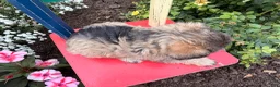Schnoodle dogs for sale: Mitch  - Ad 6