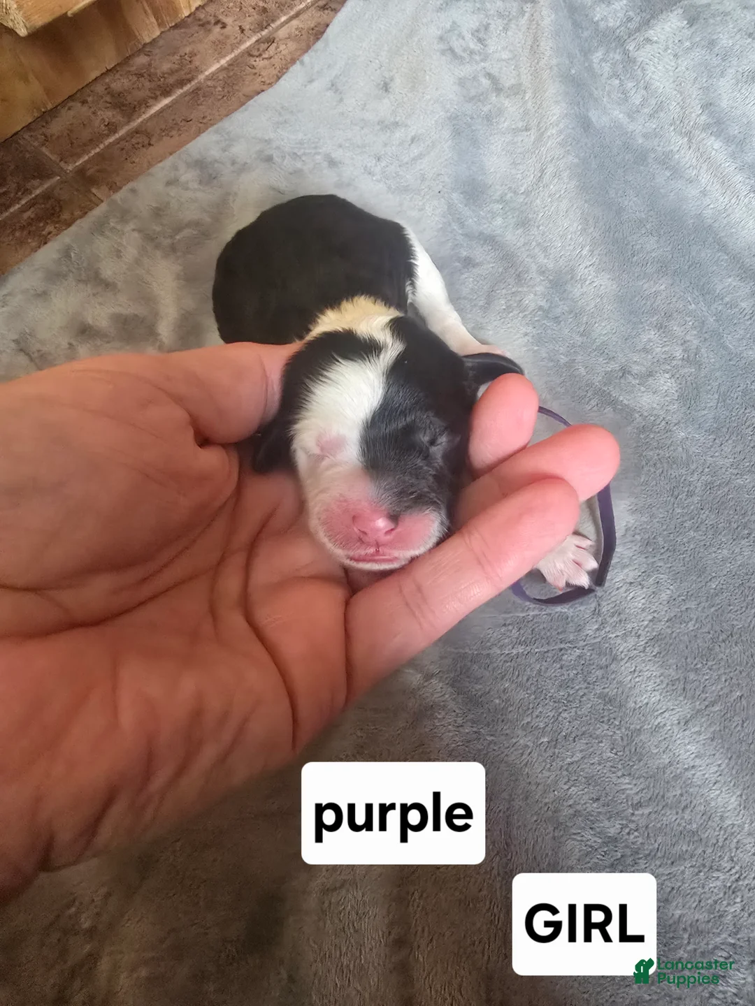 Sheepadoodle dogs for sale: Jasmine-purple collar  - Ad 2