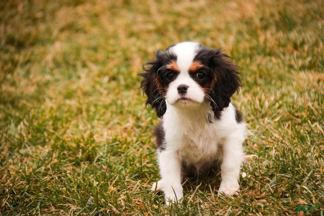 Cavalier King Charles Spaniel dogs for sale: Chester - Ad 2