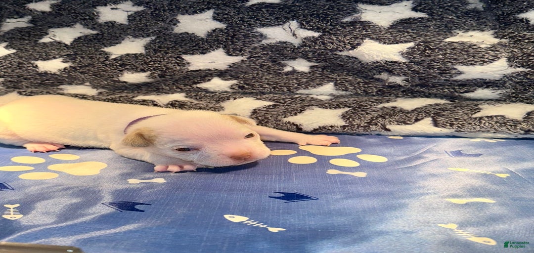 Gallery Image {{count}}