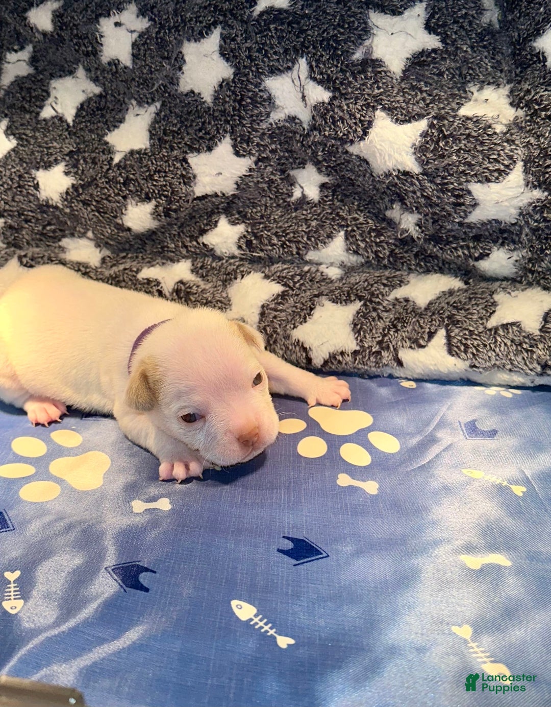 Gallery Image {{count}}