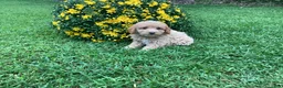 Mini Goldendoodle dogs for sale: River - Ad 8