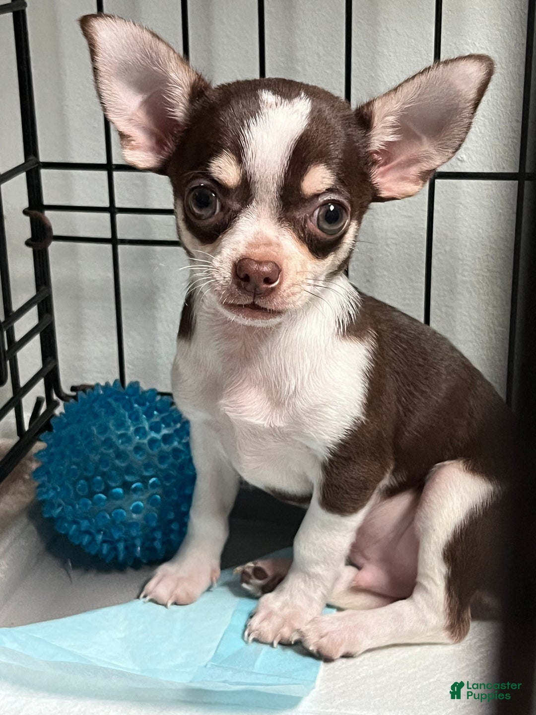 Chihuahua dogs for sale: Chihuahua Puppy 1 - Ad 4