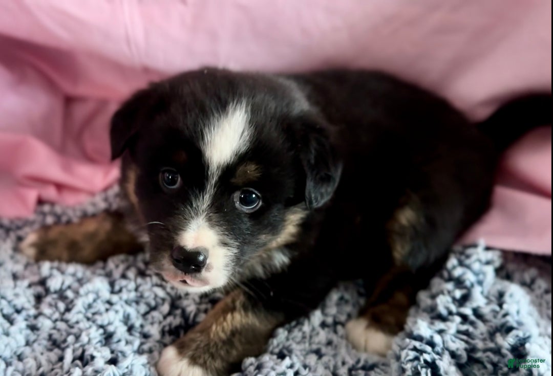 Australian Shepherd dogs for sale: Australian Shepherd Puppy 2 - Ad 1