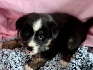 Australian Shepherd dogs Australian Shepherd Puppy 2 - Ad 6