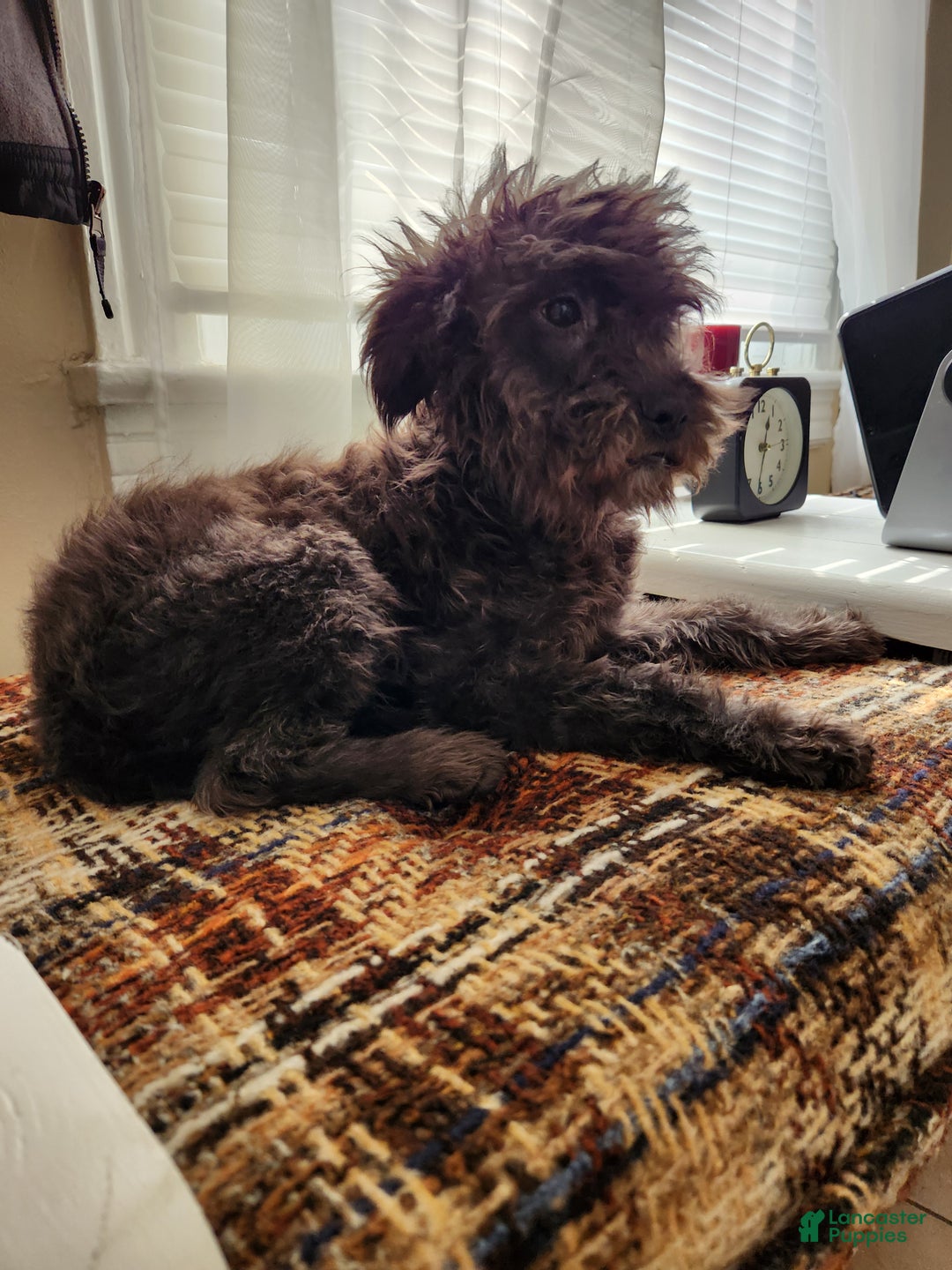 Mixed Breed dogs for sale: Fluffy  - Ad 2