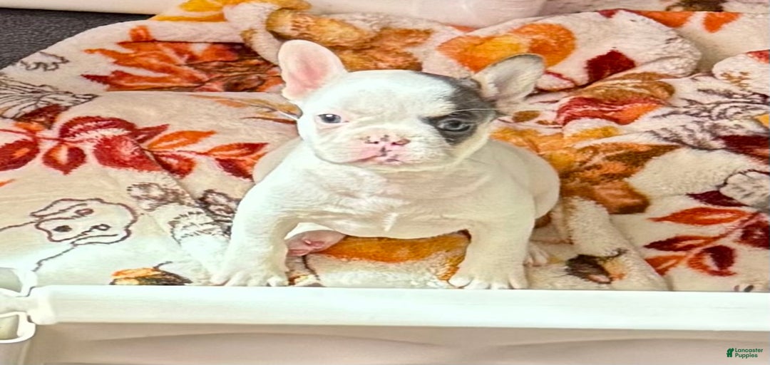 Gallery Image {{count}}