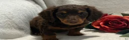 Miniature Dachshund dogs for sale: Polly - Ad 10