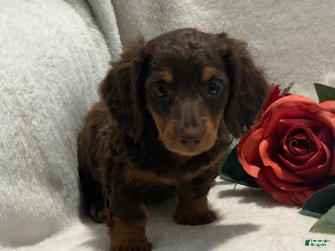 Miniature Dachshund dogs for sale: Polly - Ad 10