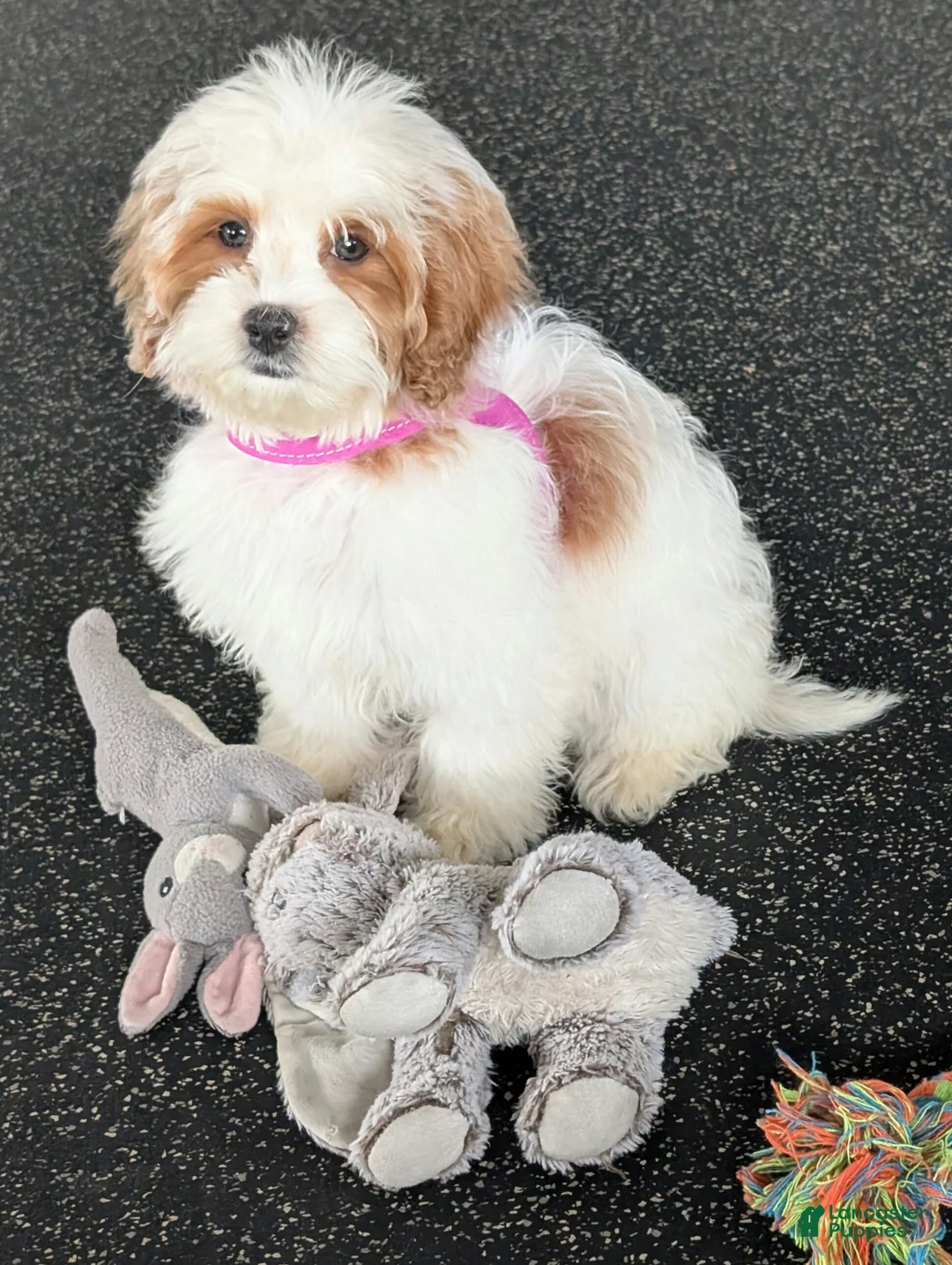 Cavapoo dogs for sale: Tammy  - Ad 1