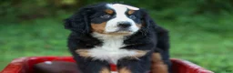 Bernese Mountain Dog dogs for sale: SADIE - Ad 5