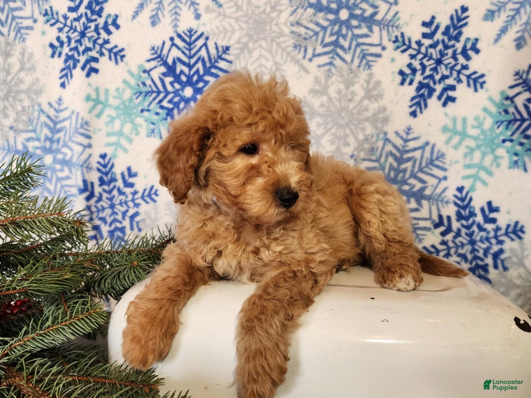Mini Goldendoodle dogs for sale: Dover - Ad 15