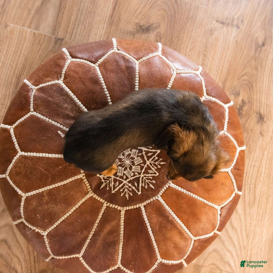 Dachshund dogs for sale: Muffin - CHRISTMAS PUPPY! - Ad 5