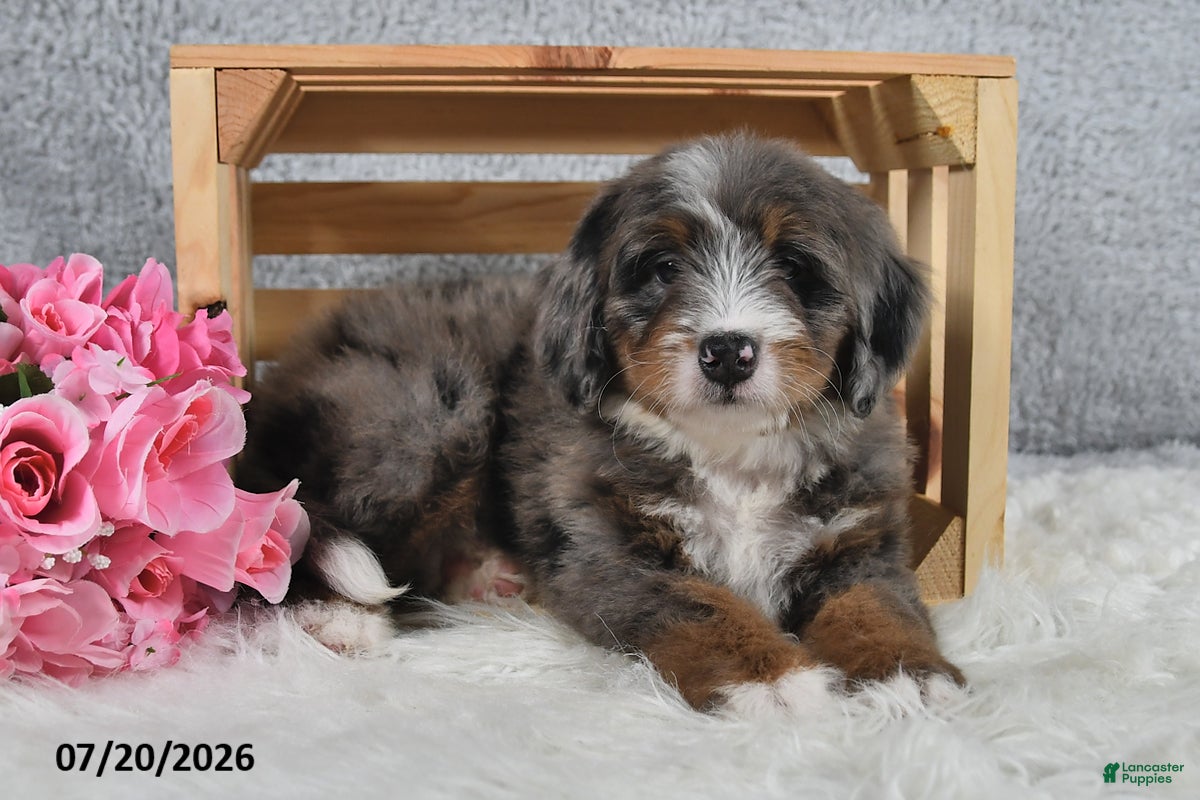 Mini Bernedoodle dogs Captain - Ad 1