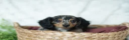 Miniature Dachshund dogs for sale: Amber 🤎 - Ad 5