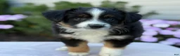 Miniature Australian Shepherd dogs for sale: Auggie - Ad 3