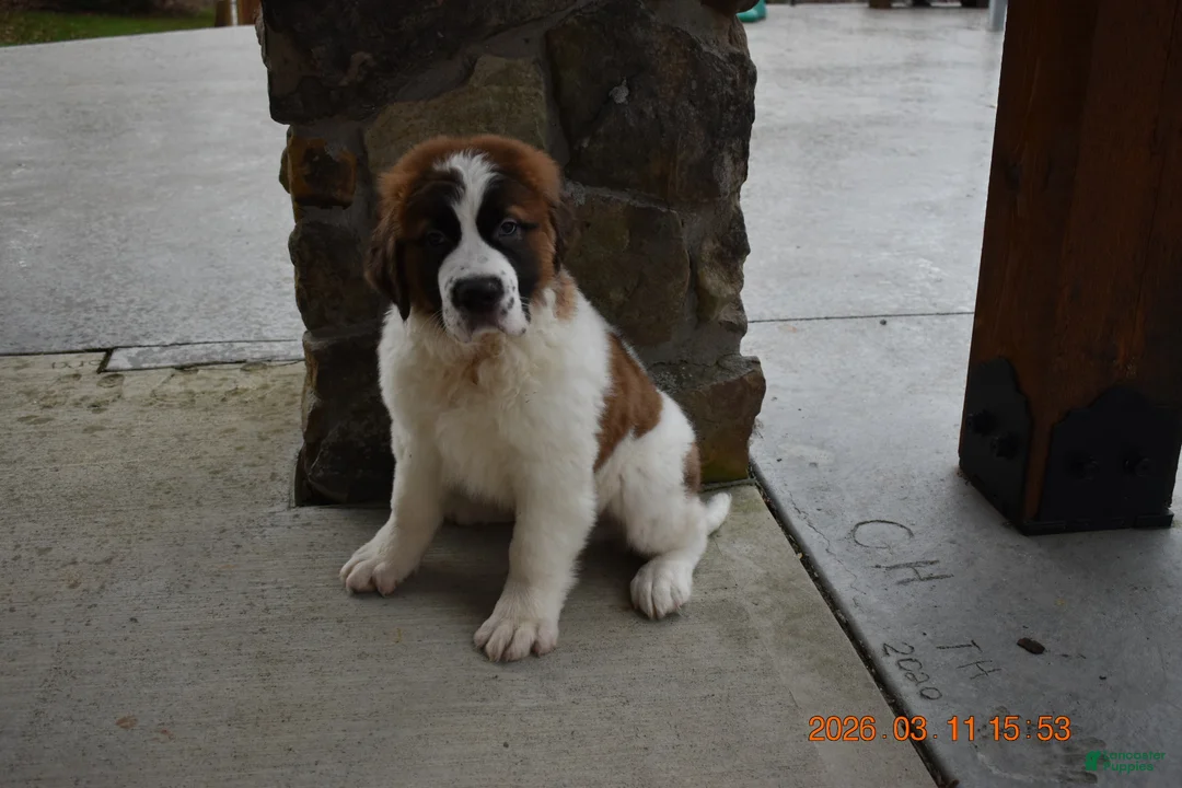 Saint Bernard dogs for sale: Saint Bernard Puppy 1 - Ad 1