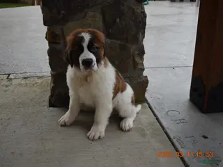 Saint Bernard dogs Saint Bernard Puppy 1 - Ad 19