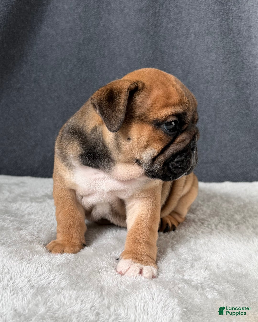 English Bulldog dogs for sale: Coco - Ad 3