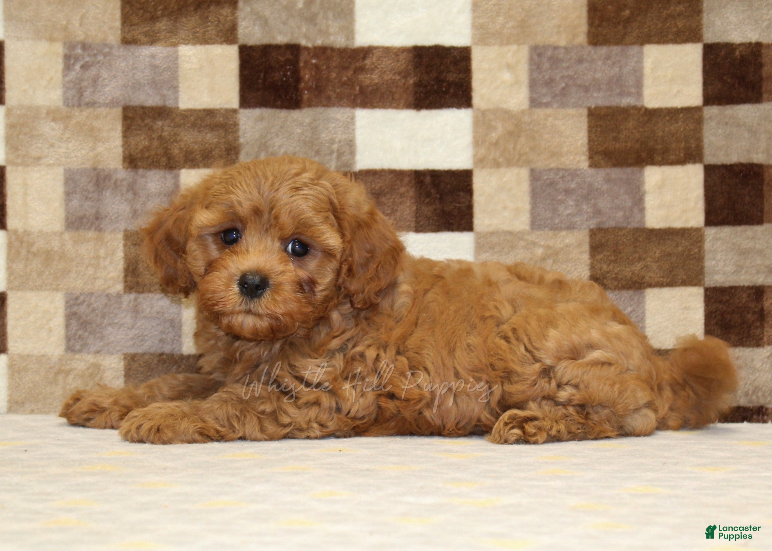 Cavapoo dogs Donny - Ad 2