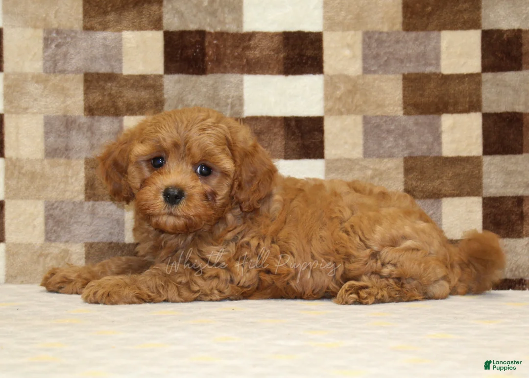 Cavapoo dogs for sale: Donny - Ad 2