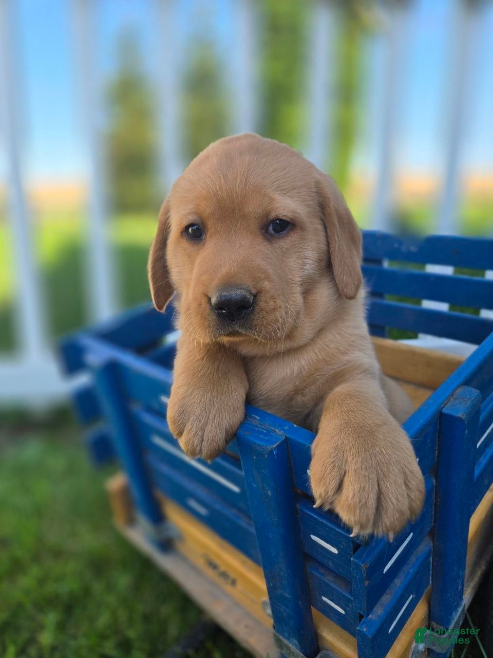 Labrador Retriever dogs Bowser - Ad 1