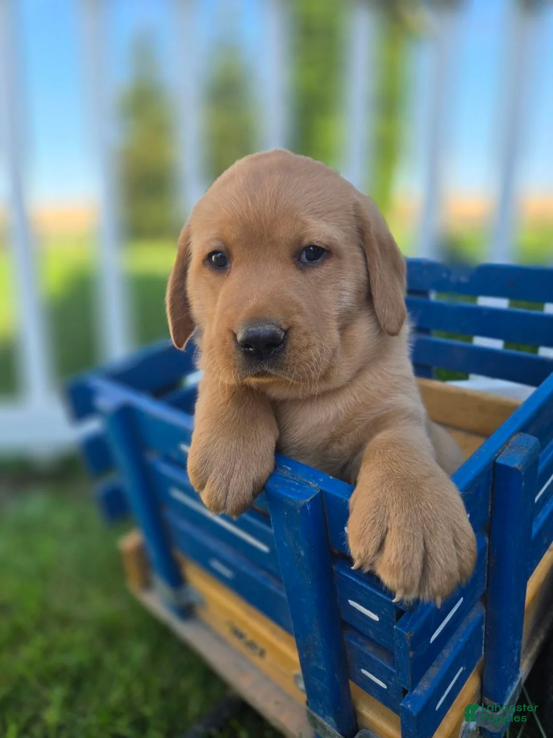 Labrador Retriever dogs for sale: Bowser - Ad 1