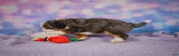 Mini Bernedoodle dogs for sale: Shelby - Ad 9