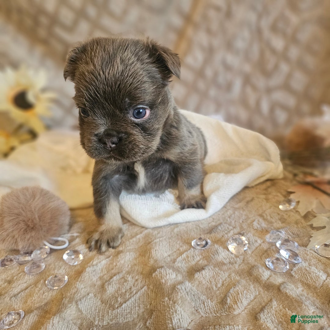 French Bulldog dogs for sale: Biscotti AKC Fluffy  - Ad 16
