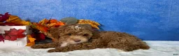 Toy Poodle dogs for sale: Flash - Ad 4