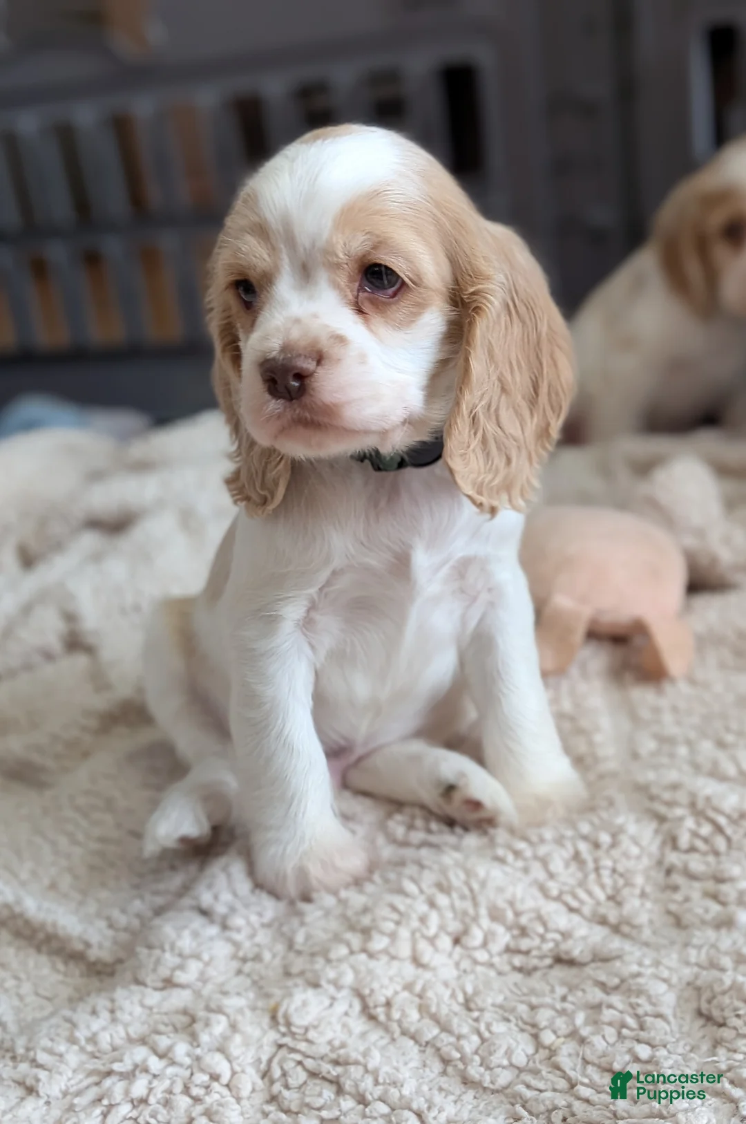 Cocker Spaniel dogs for sale: Zander  - Ad 3