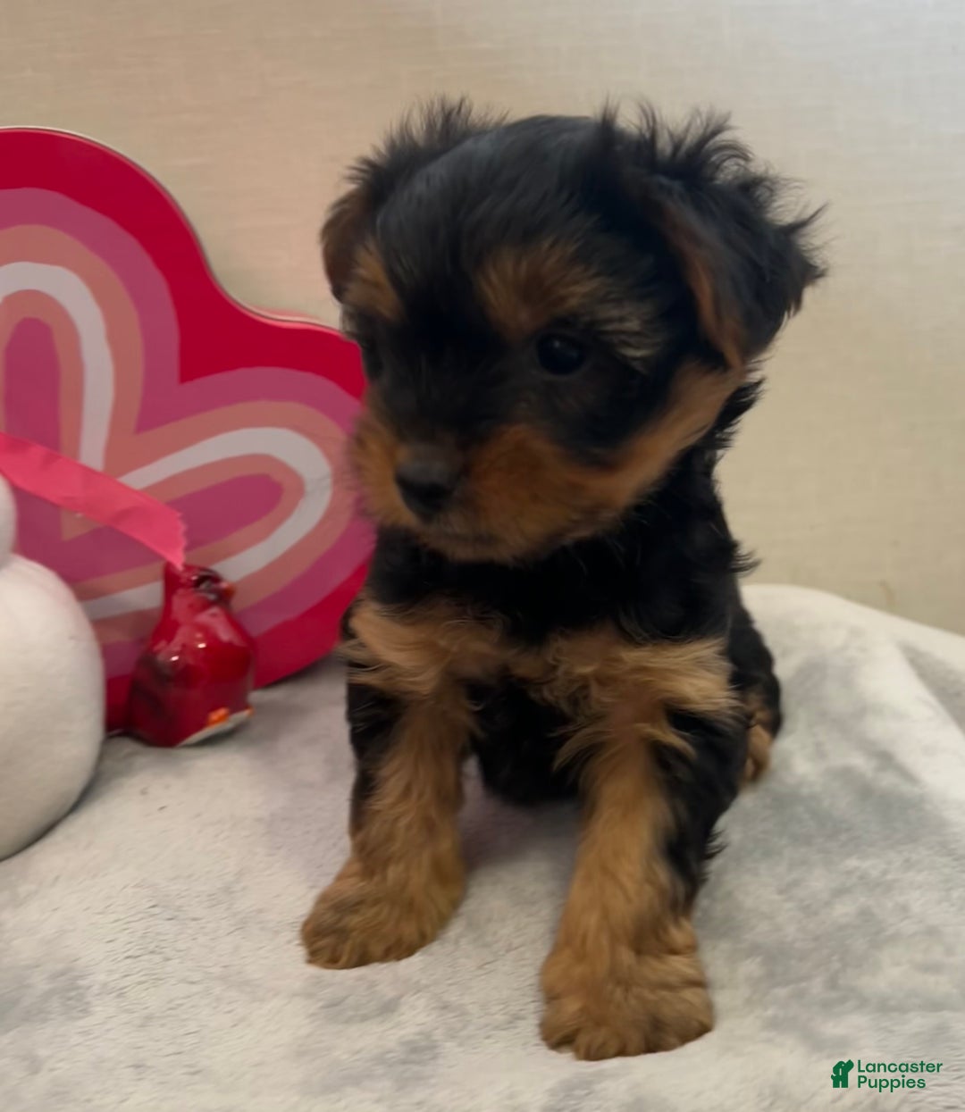Yorkshire Terrier dogs for sale: Lilly - Ad 1