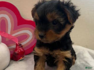 Yorkshire Terrier dogs Lilly - Ad 17