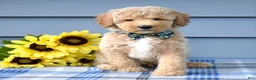Goldendoodle dogs for sale: Hunter - Ad 6