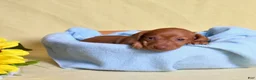 Miniature Dachshund dogs for sale: Espresso - Ad 11