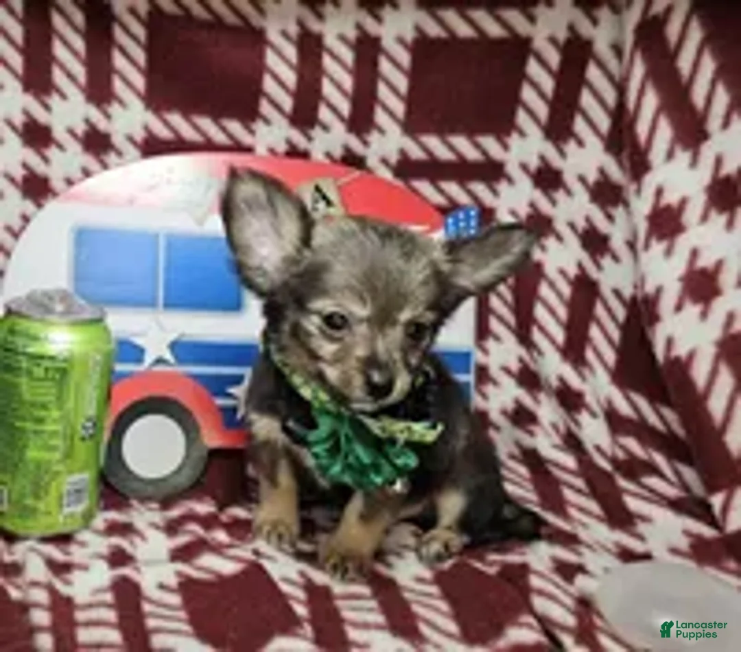 Chihuahua dogs for sale: Goober LH small M - Ad 2