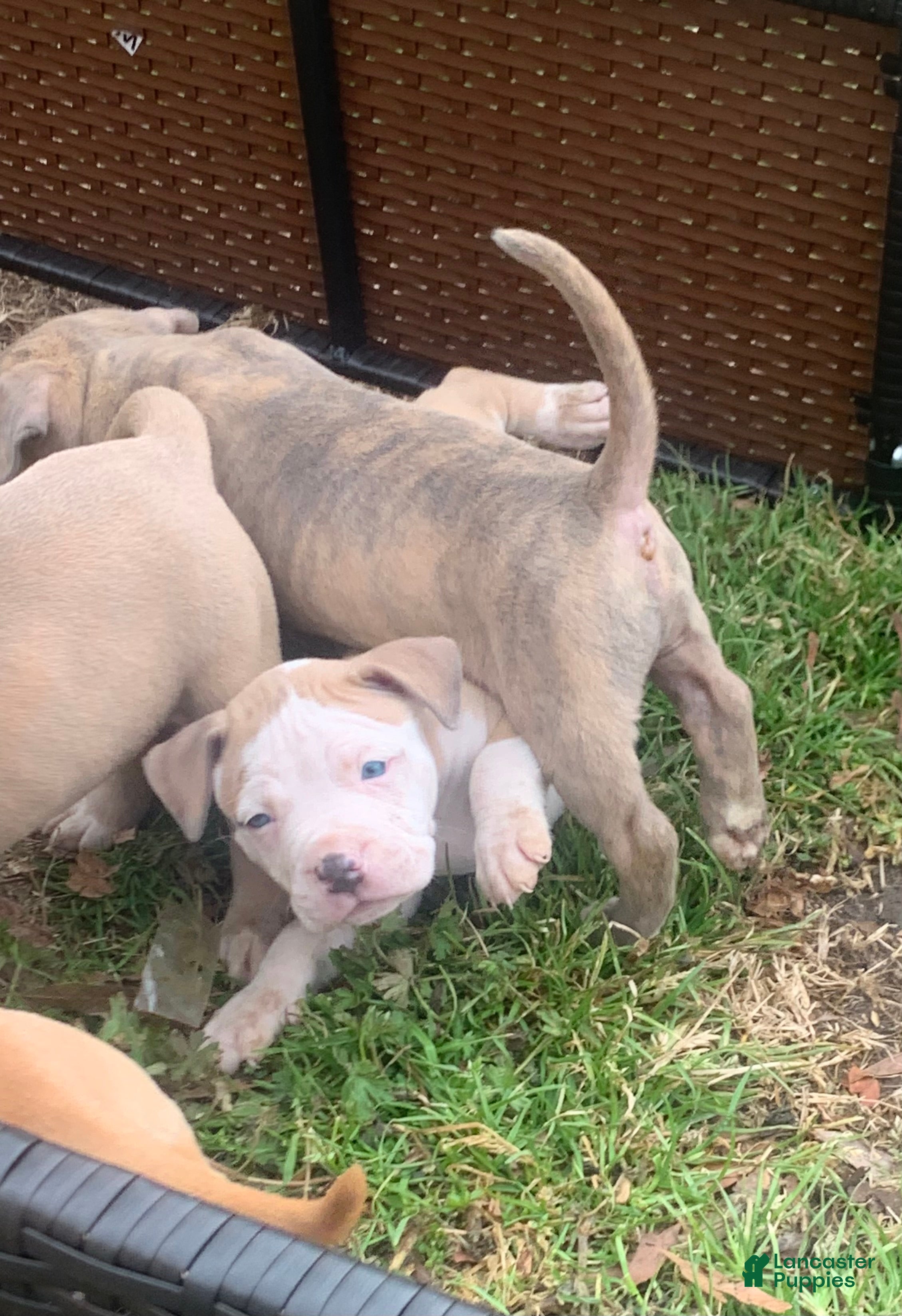 American Pit Bull Terrier dogs American Pit Bull Terrier Puppy 3 - Ad 39