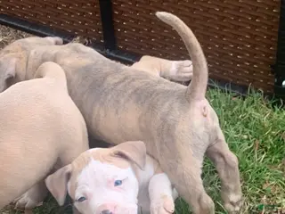 American Pit Bull Terrier dogs American Pit Bull Terrier Puppy 3 - Ad 9