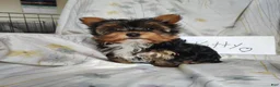 Yorkshire Terrier dogs for sale: Kitty - Ad 4