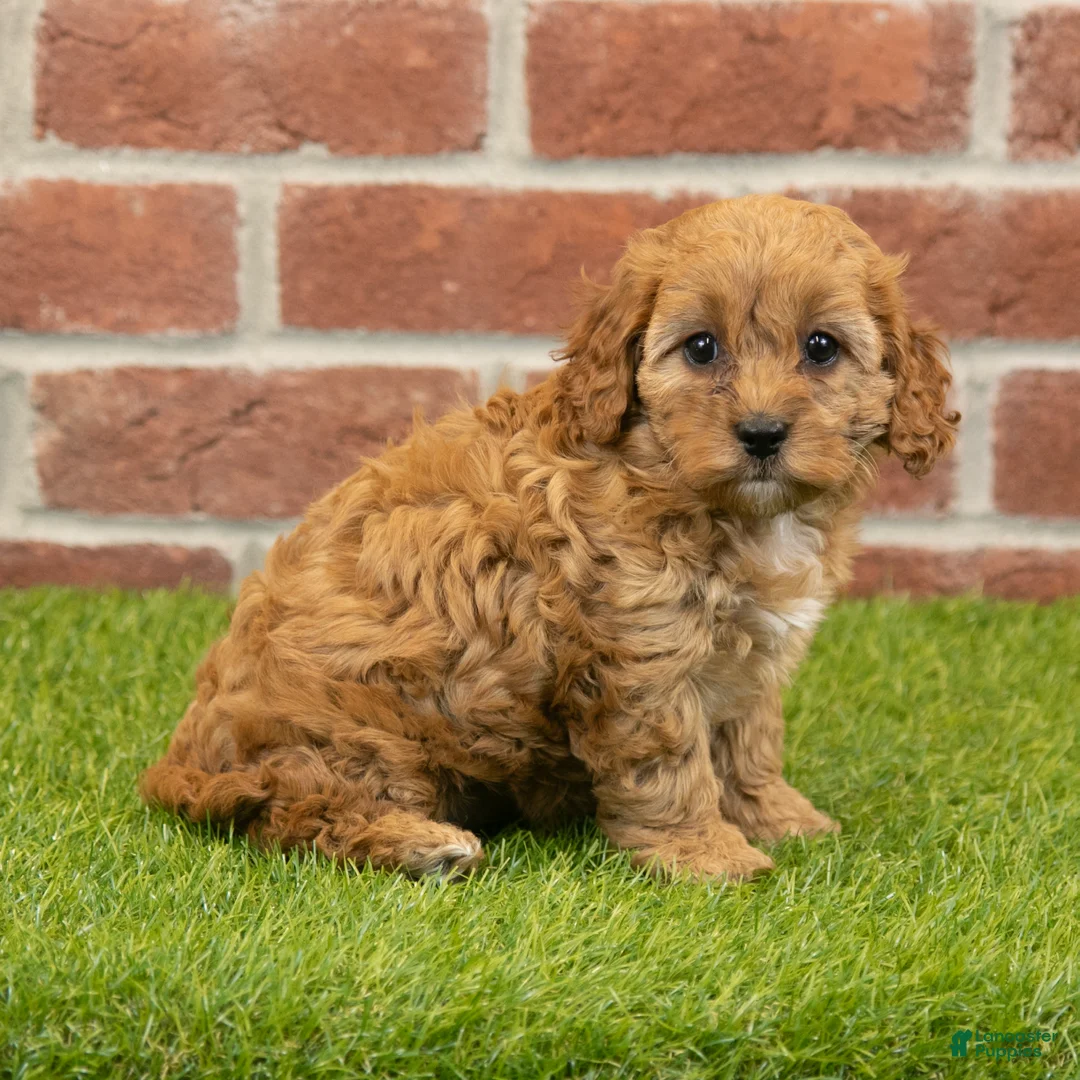 Cavapoo dogs for sale: Susie - Ad 1